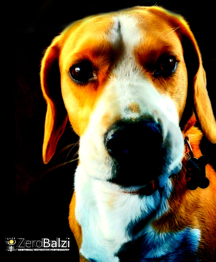 foto beagle marrone con occhi espansivi