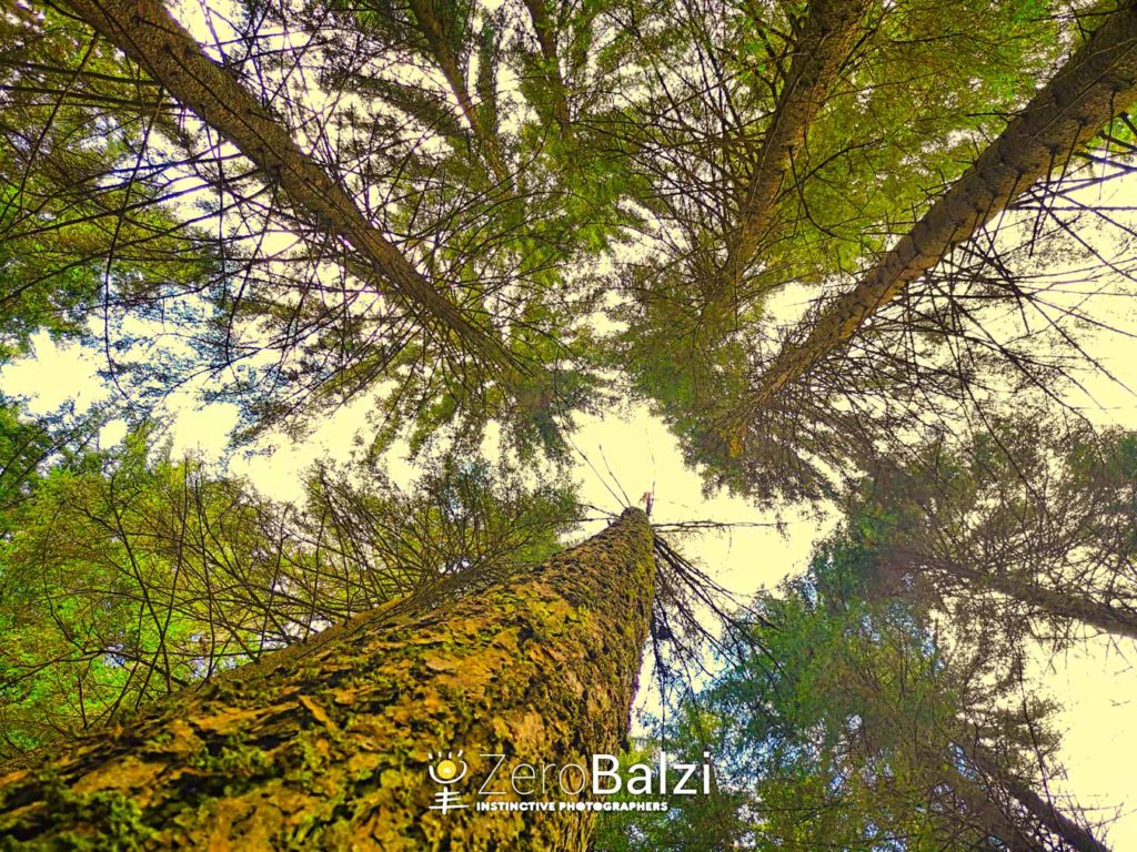 foto di pini ripresi dal basso verso alto con cielo giallo
