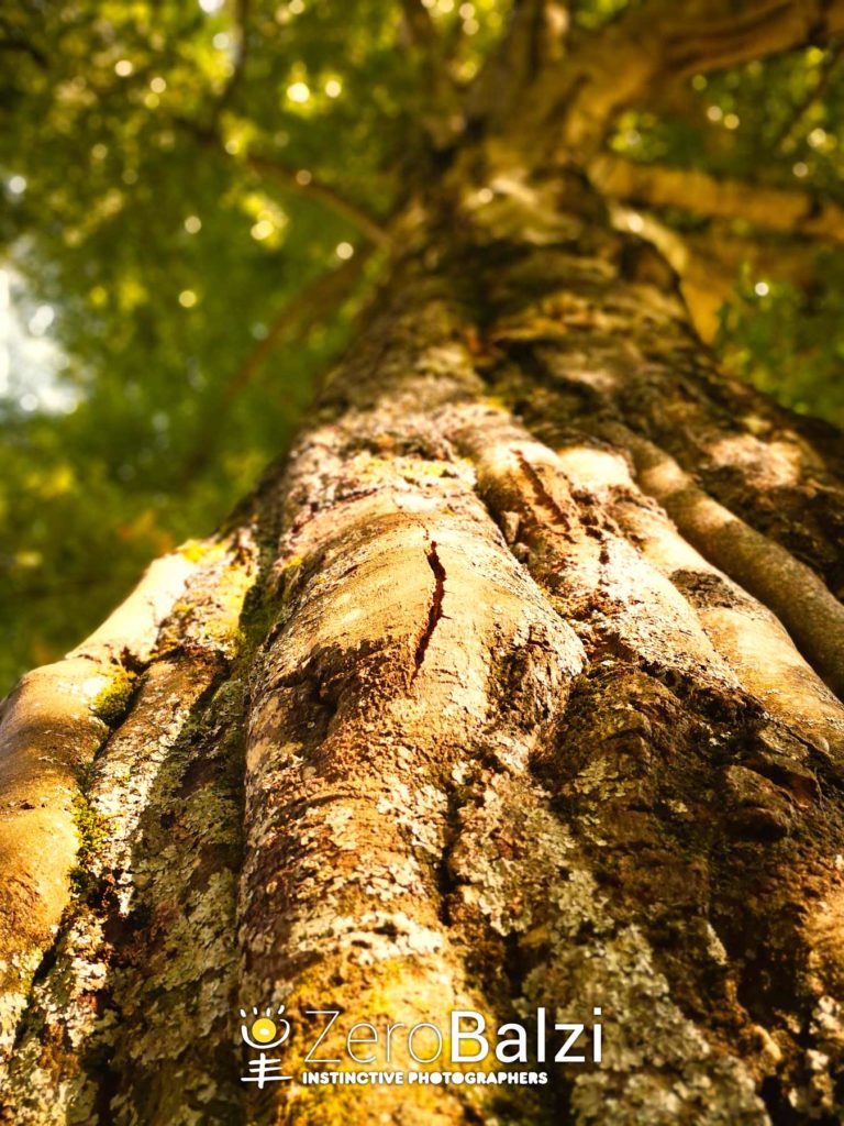 tronco di un albero con fronde di foglie